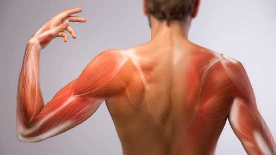 Apparato locomotore e sistema muscolare