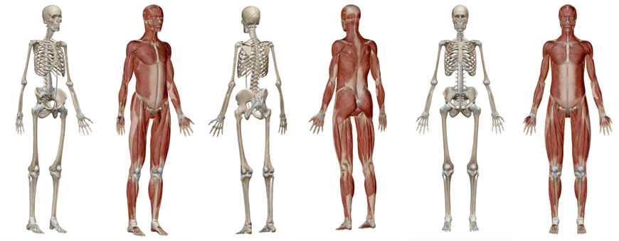 apparato scheletrico e muscolare