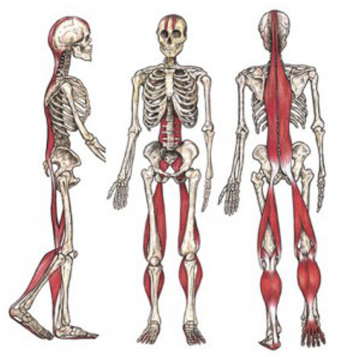 Catena muscolare posteriore