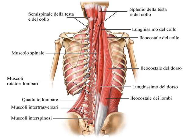 muscoli profondi della colonna