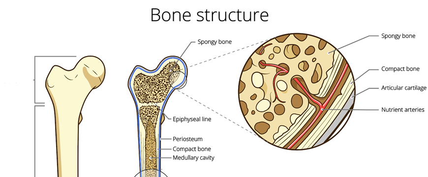 struttura osso