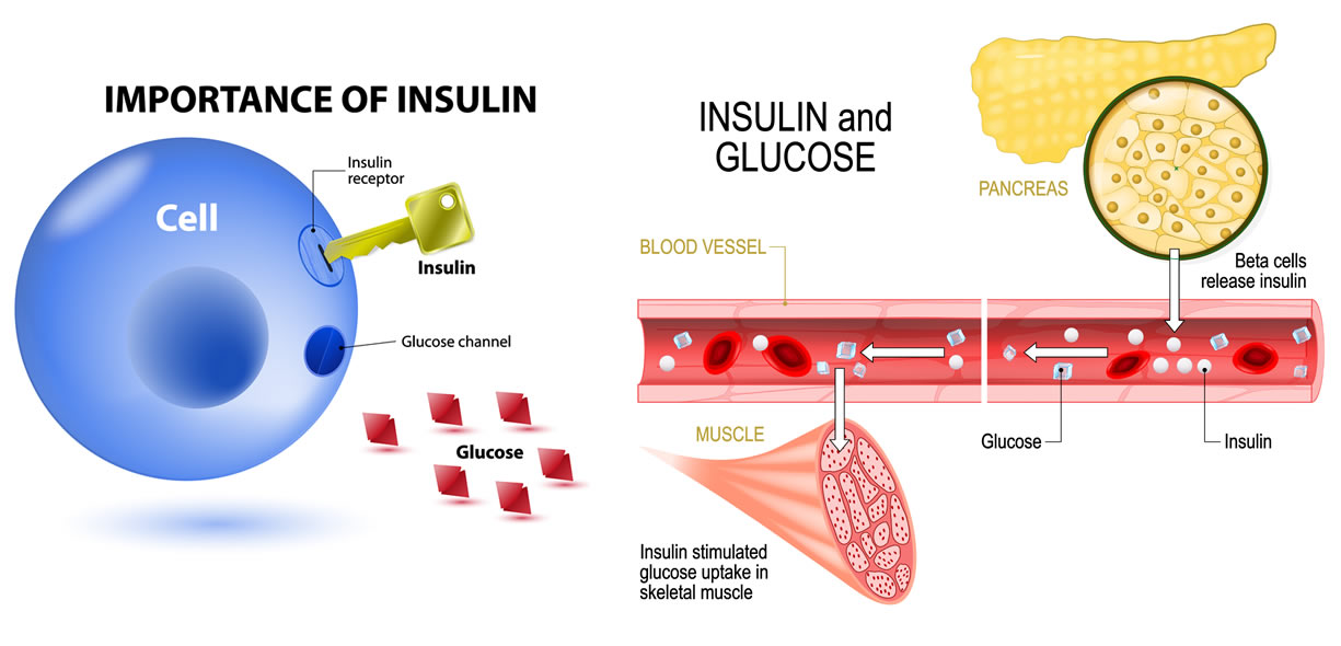 Ruolo dell'insulina