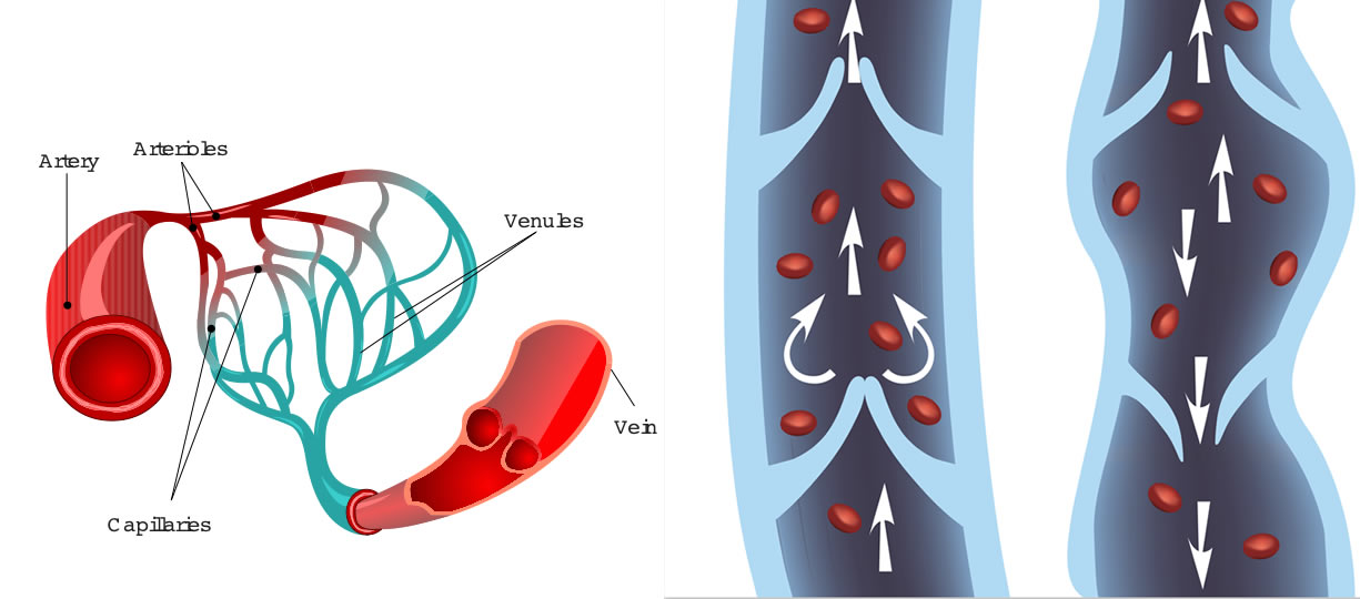 microcircolo vene e capillari
