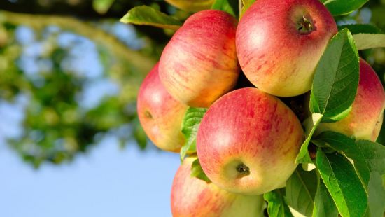 Calorie mela: ed altre proprietà nutrizionali