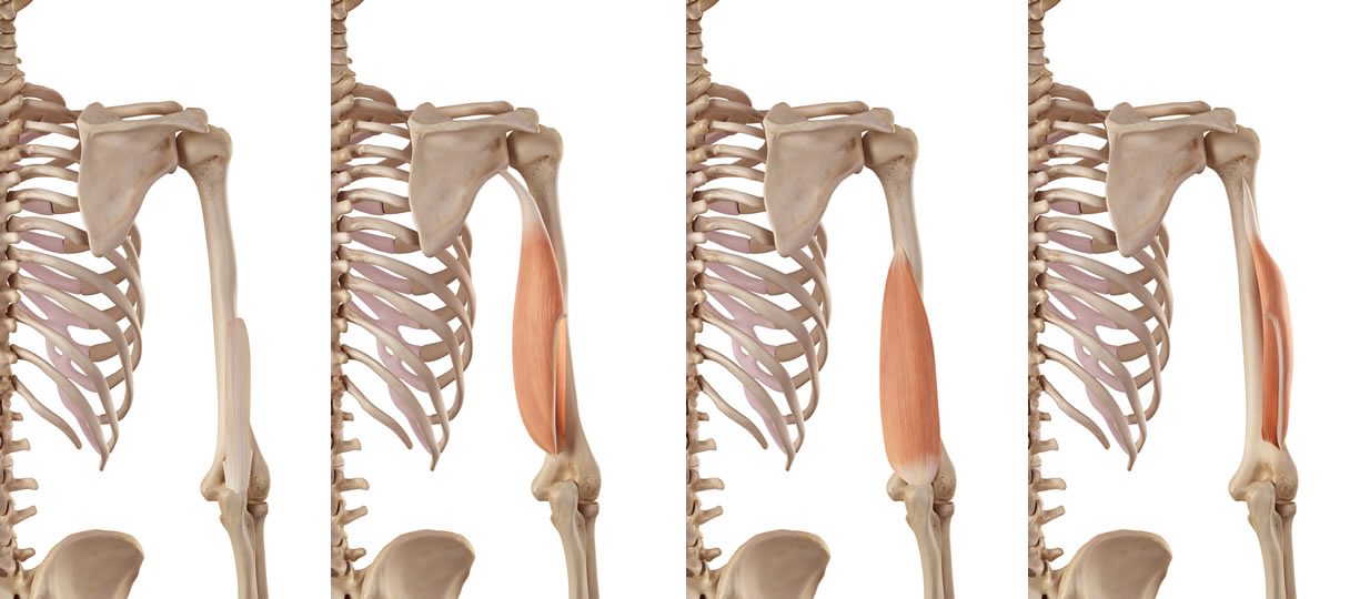 anatomia tricipite