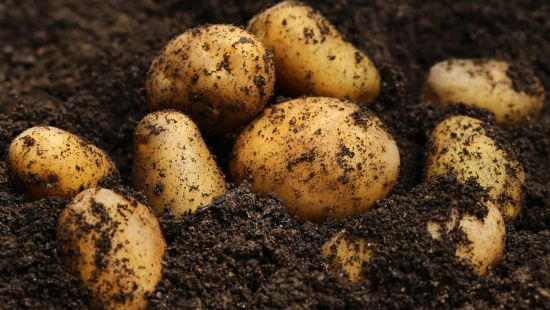 Calorie patate: sia normali che americane