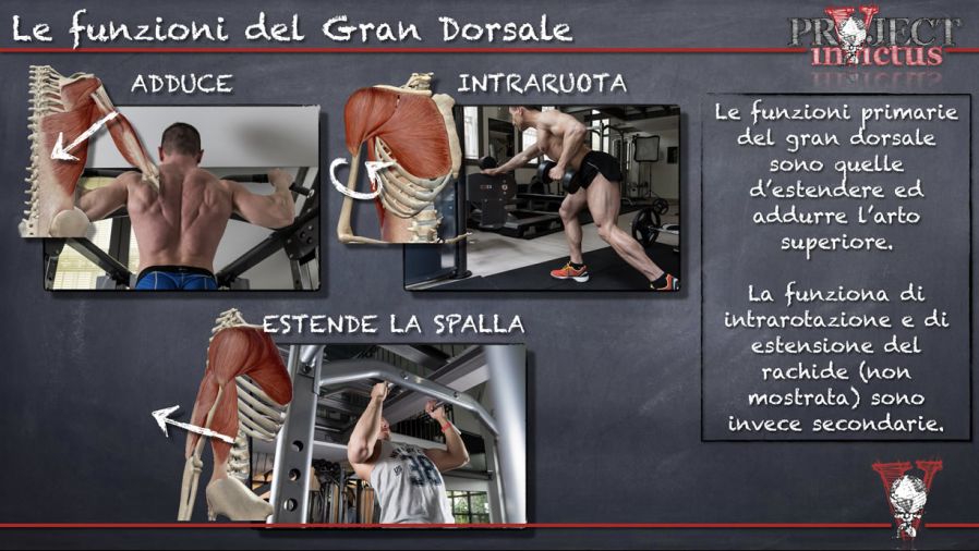 Gran dorsale anatomia, funzione, allenamento Project inVictus