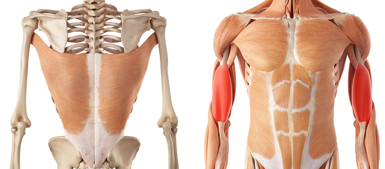 Lat Machine Presa Inversa Muscoli Coinvolti