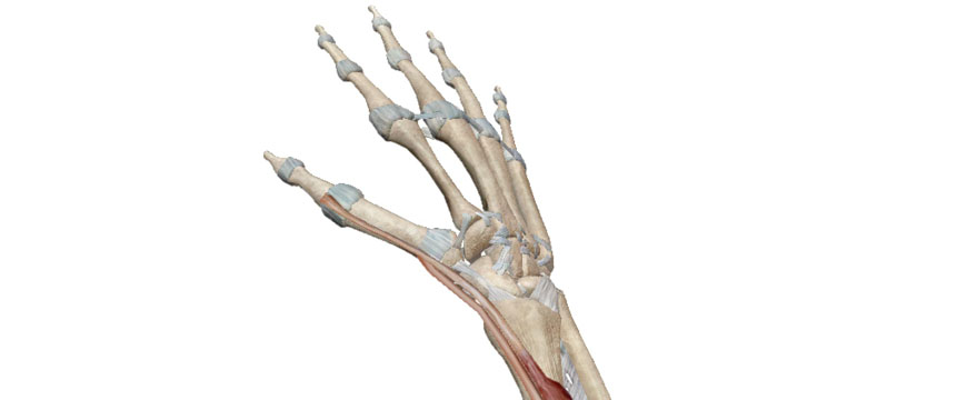 anatomia polso