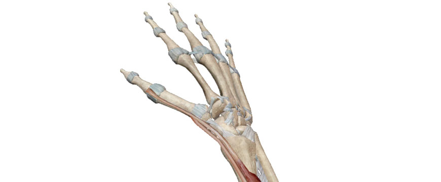 anatomia polso