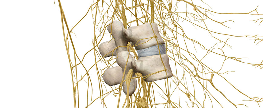 nervi spinali