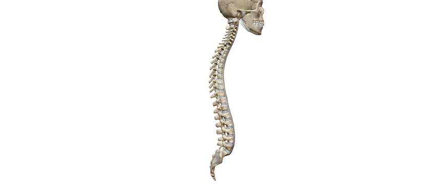 colonna vertebrale