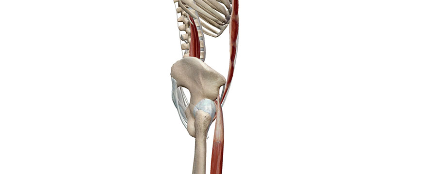 muscoli bacino