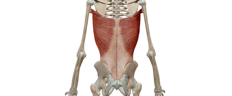 Gran dorsale: anatomia, funzione, allenamento - Project inVictus