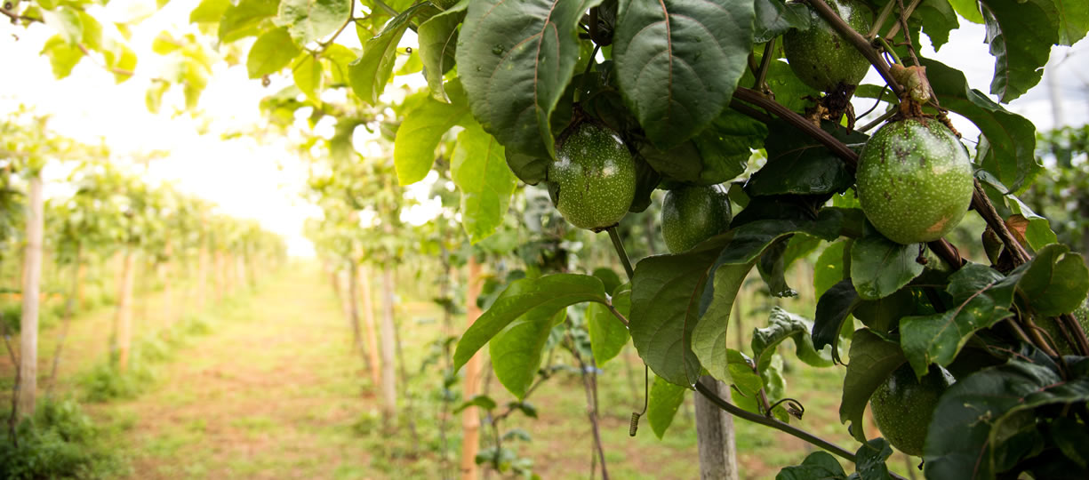 avocado ambiente