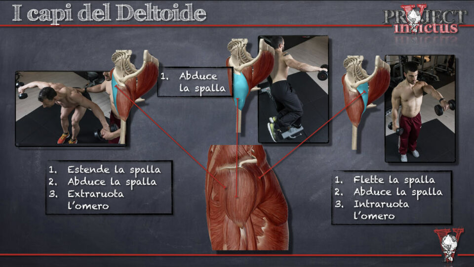 Allenamento deltoidi rapporto spalletrapezio ed altro ancora