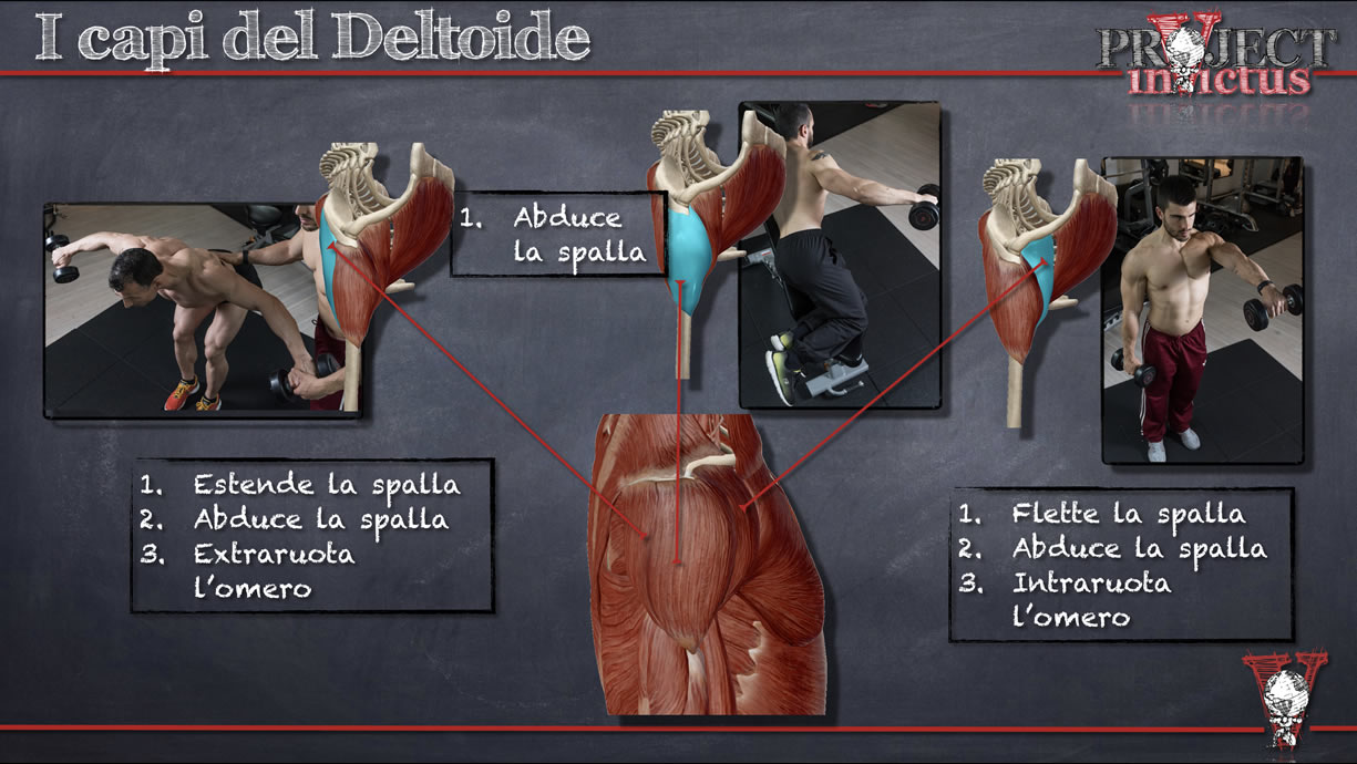 capi del deltoide ed allenamento spalle
