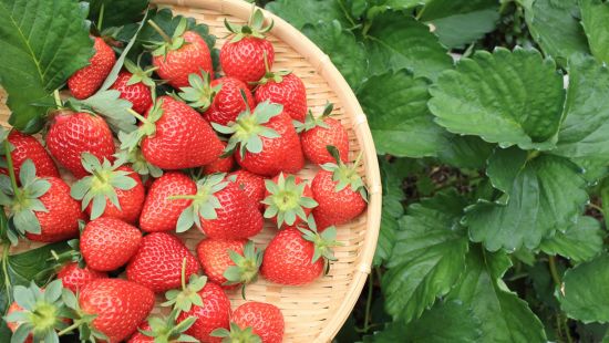 Calorie fragole e proprietà nutrizionali