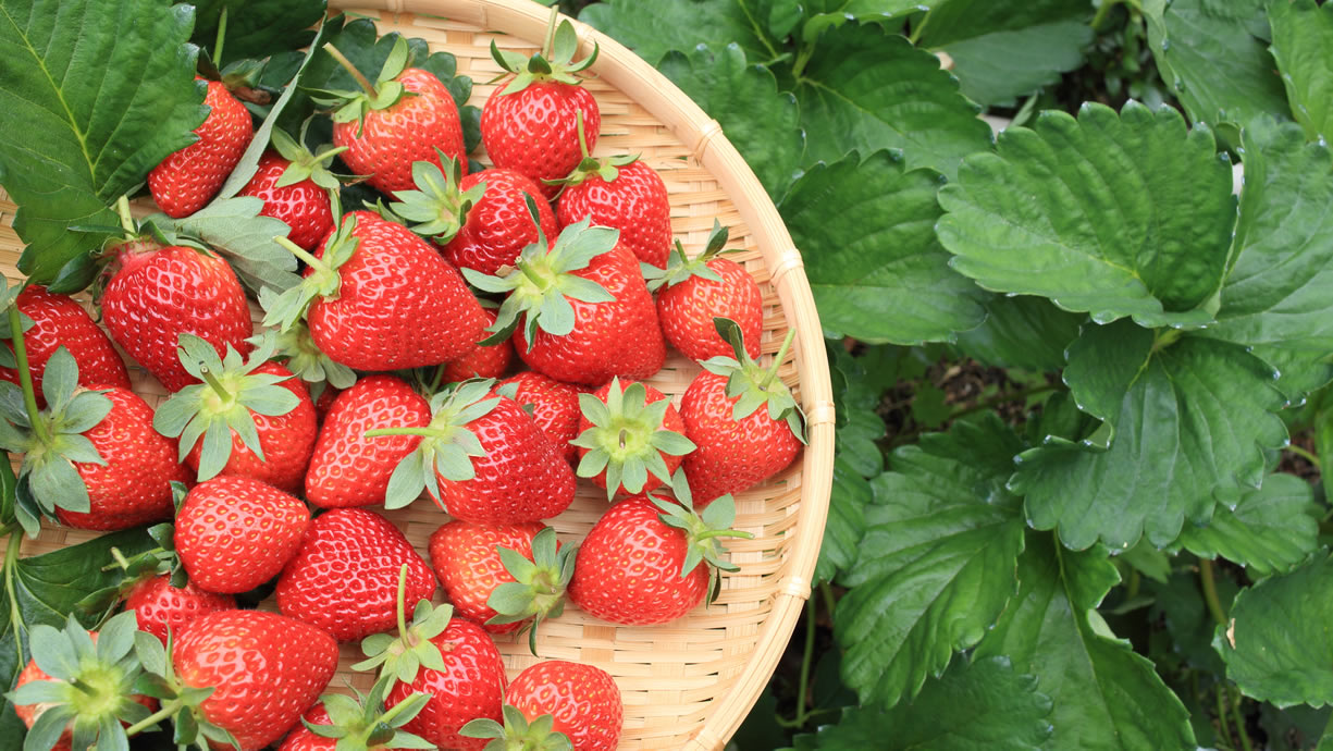 fragole calorie