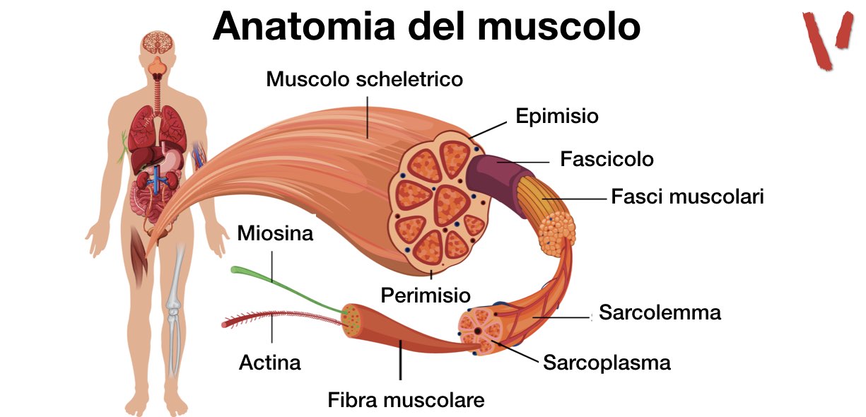 Anatomia del muscolo