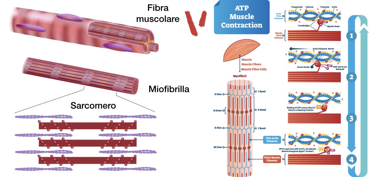 Anatomia fibrocellula muscolare