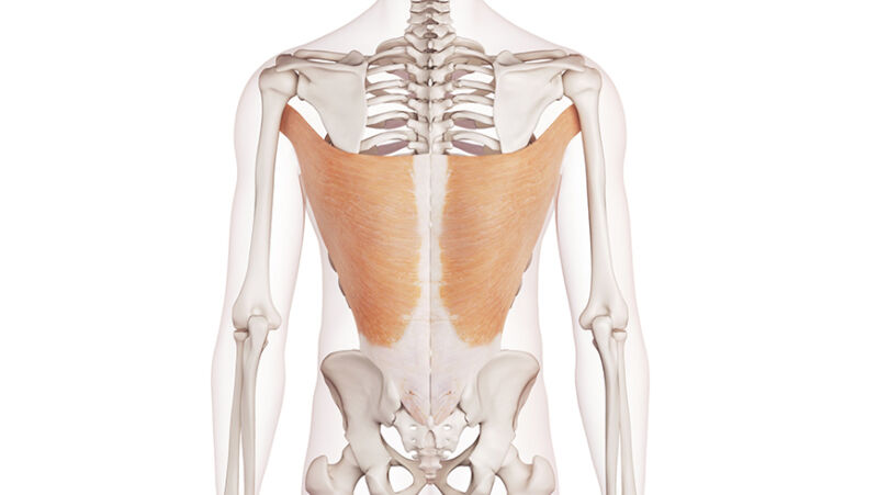 Muscoli posteriori schiena