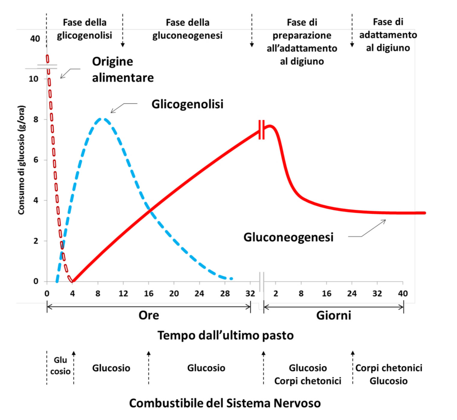 consumo di glucosio dopo il pasto