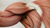 Fibrocellula muscolare ed allenamento