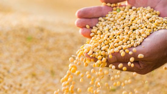 Soia / proprietà e valori nutrizionali