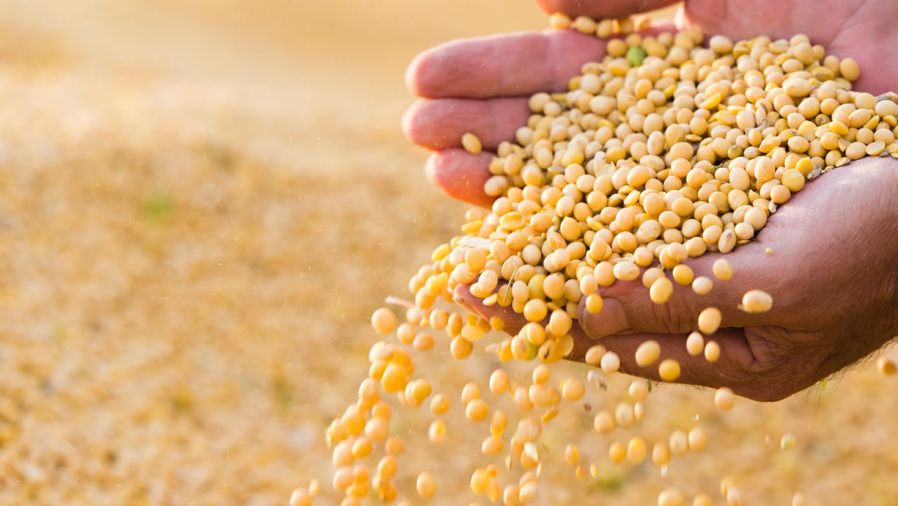 Soia proprietà e valori nutrizionali Project inVictus Soia proprietà e valori nutrizionali Project inVictus