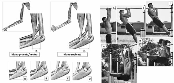 trazioni project calisthenics