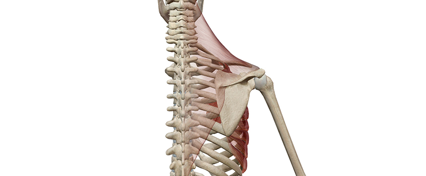 depressione scapola