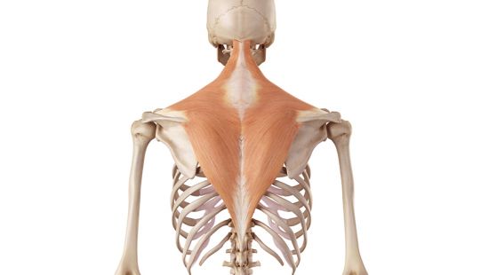 Muscolo trapezio