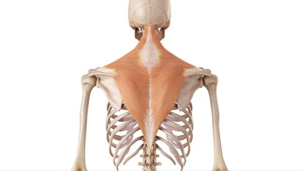 Muscolo trapezio