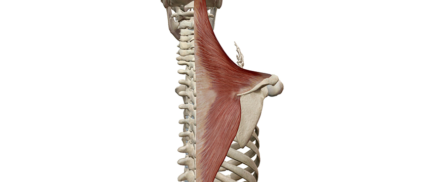 adduzione scapola