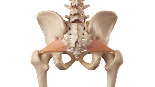 Piriforme: anatomia, funzione ed esercizi
