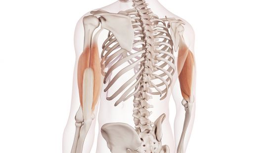 Tricipite: anatomia, funzione ed esercizi