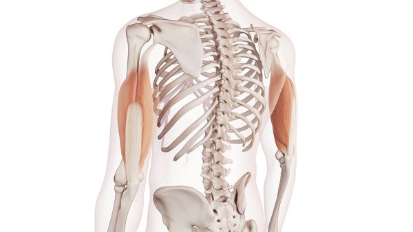 Tricipite: anatomia, funzione ed esercizi