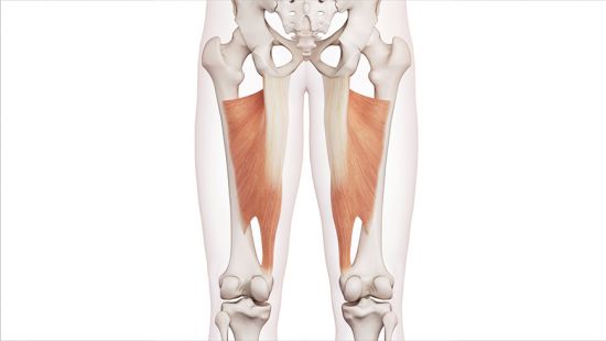 Adduttori: anatomia, funzione ed esercizi