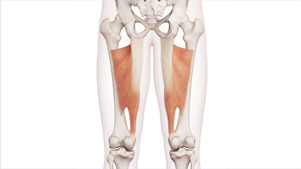 Adduttori: anatomia, funzione ed esercizi