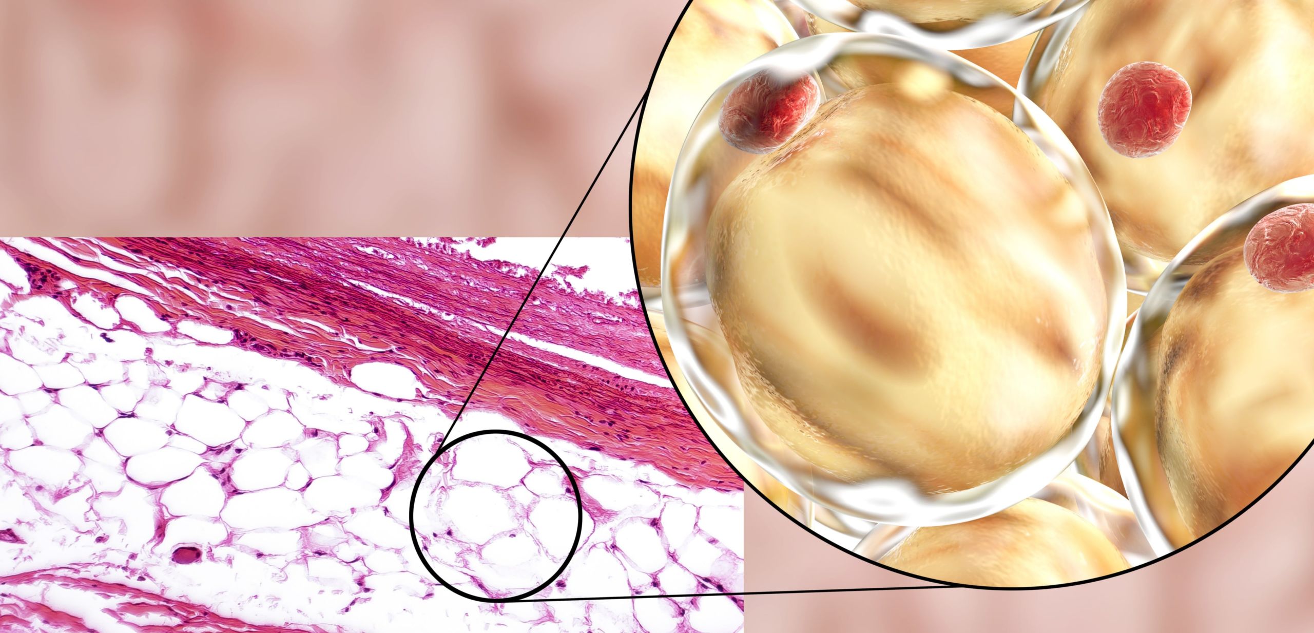 Tessuto adiposo bianco e struttura adipocita