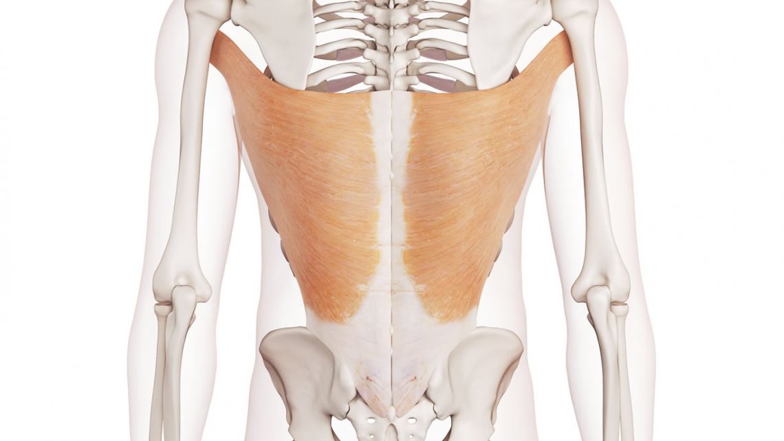 Gran dorsale anatomia, funzione, allenamento Project inVictus