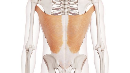 Gran dorsale: anatomia, funzione, allenamento