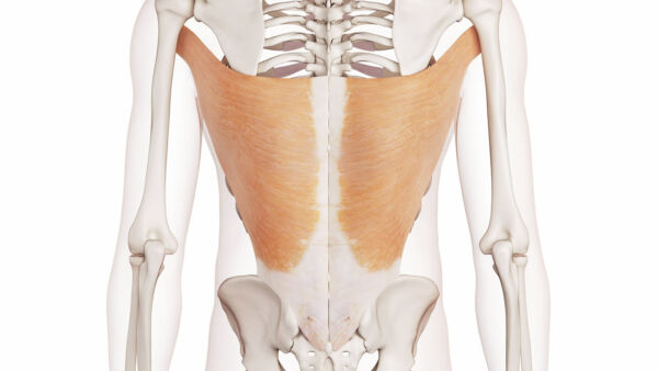 Gran dorsale: anatomia, funzione, allenamento