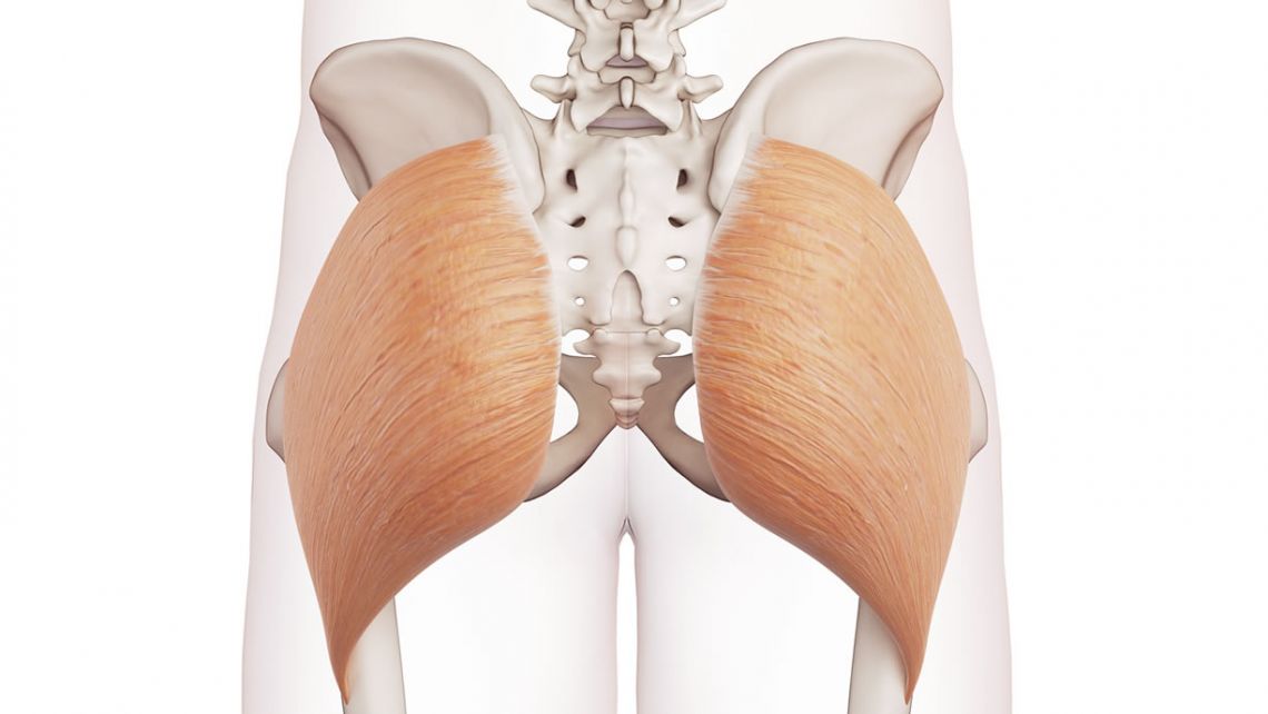 Grande gluteo anatomia e funzioni Project inVictus