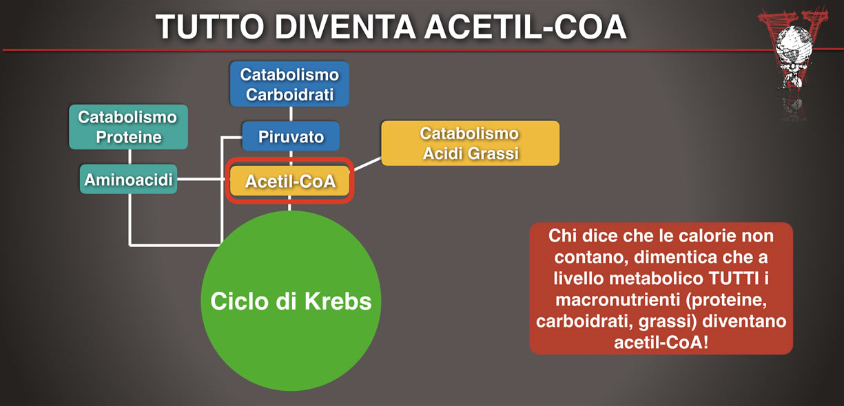 Catabolismo macronutrienti acetil-CoA