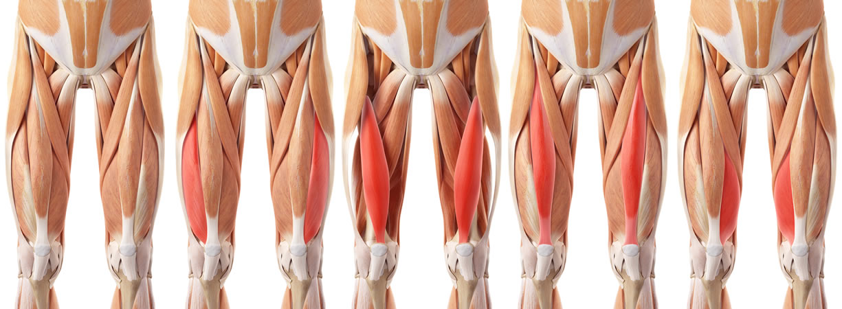 Muscoli leg extention