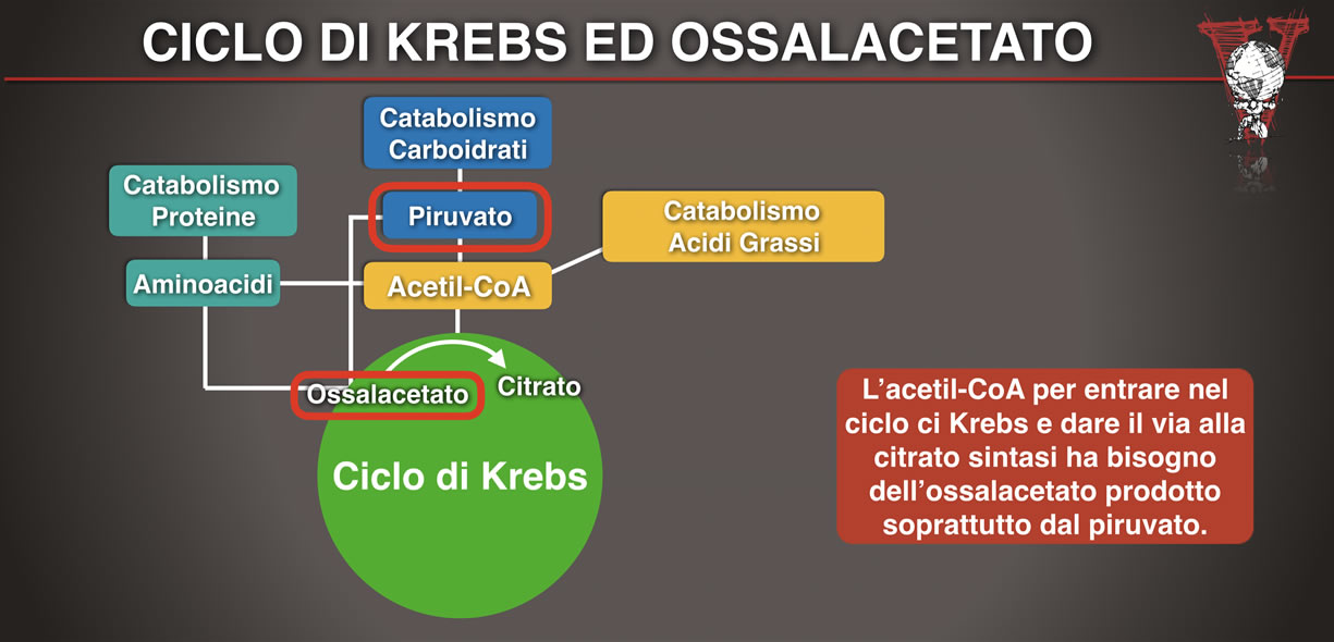 Ossalacetato e piruvato