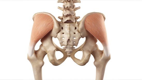 Medio gluteo: anatomia ed esercizi
