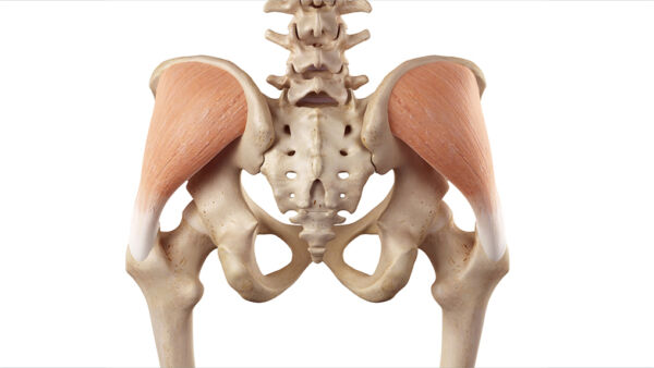 Medio gluteo: anatomia ed esercizi